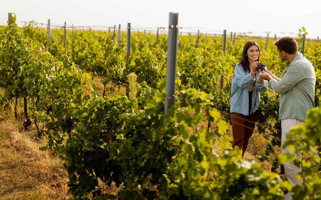 Acheter un vignoble