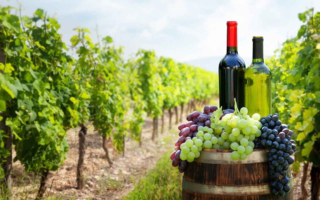 Investir dans le vin 5 domaines viticoles