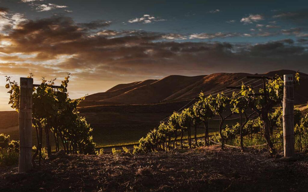 Guide des vins espagnols haut de gamme